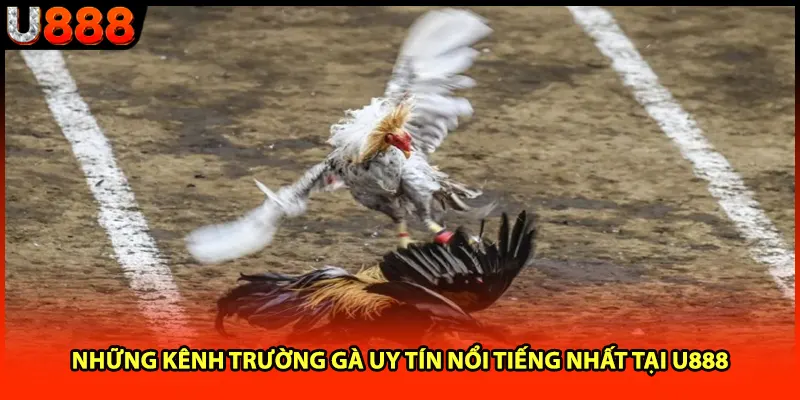 Những kênh trường gà uy tín nổi tiếng nhất tại U888